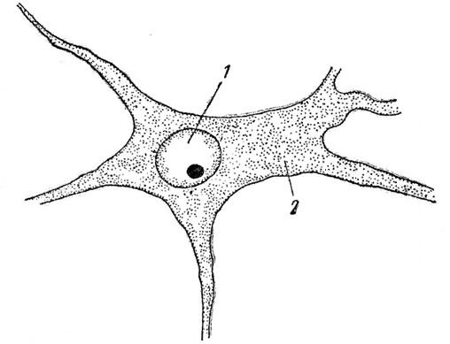 Рис. 3. Двигательная нервная клетка спинного мозга (увеличение - ок. 10, об. 40)1 - ядро с ядрышком, 2 -цитоплазма 