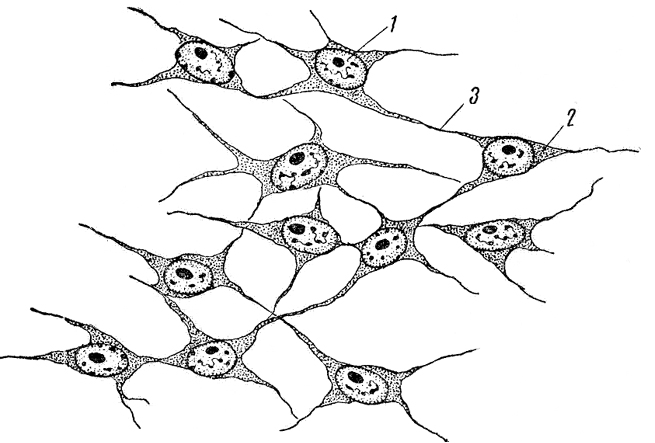 Рис. 4. Мезенхима зародыша курицы (увеличение - ок. 10, иммерсия)7 - ядро, 2 - цитоплазма, 3 -сливающиеся клеточные отростки 