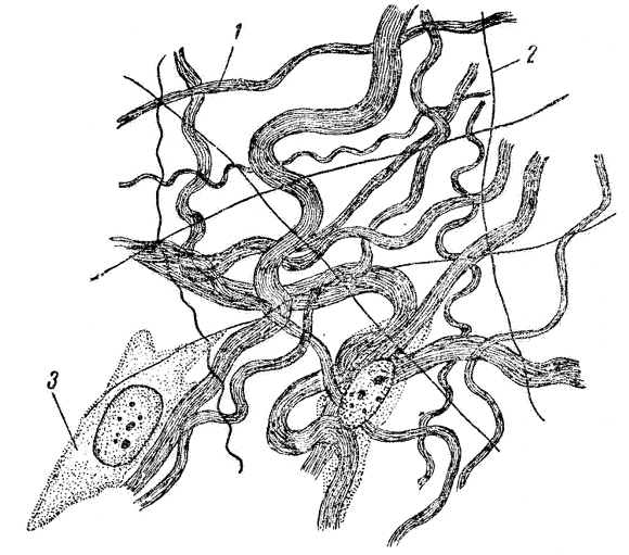 Рис. 7. Подкожная клетчатка мыши (увеличение - ок. 10, об. 40):1 - коллагеновые волокна, 2-эластические волокна, 3 - клетки рыхлой соединительной ткани (фибробласты) 