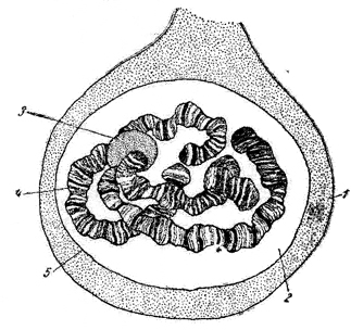 Рис. 10 Клетка слюнной железы мотыля. Ядро Бальбиани (увеличение ок. 7, об. 40):
