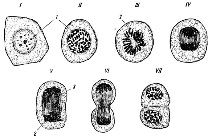 Рис. 24. Митоз. Эпителиальные клетки кожи тритона. I-неделящаяся клетка; II - профаза; III - метафаза, стадия материнской звезды; IV, V- анафаза; VI - телофаза; VII - разделившаяся клетка (увеличение -ок. 10, об. 40):