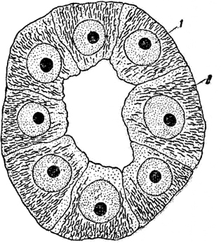 Рис. 29. Хондриосомы в клетках почки лягушки. Поперечный срез почечного канальца (увеличение- ок. 10, иммерсия):
