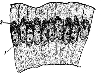 Рис. 30. Аппарат Гольджи в клетках тонкой кишки лягушки (увеличение - ок. 10, об. 40):