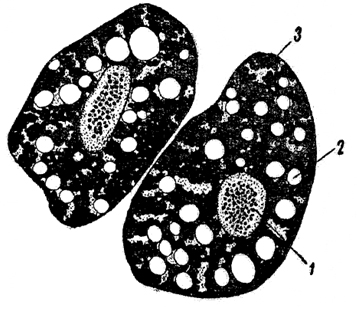 Рис. 37. Жир и гликоген в клетках жирового тела личинки пчелы (увеличение -ок. 10, об. 40):