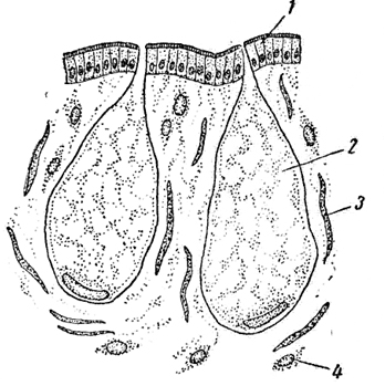 Рис. 57. Слизистые железы из ноги виноградной улитки (увеличение - ок. 7, об. 40):