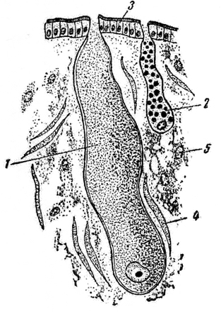 Рис. 58. Белковые пигментные железы из ноги виноградной улитки (увеличение - ок. 7, об. 40):